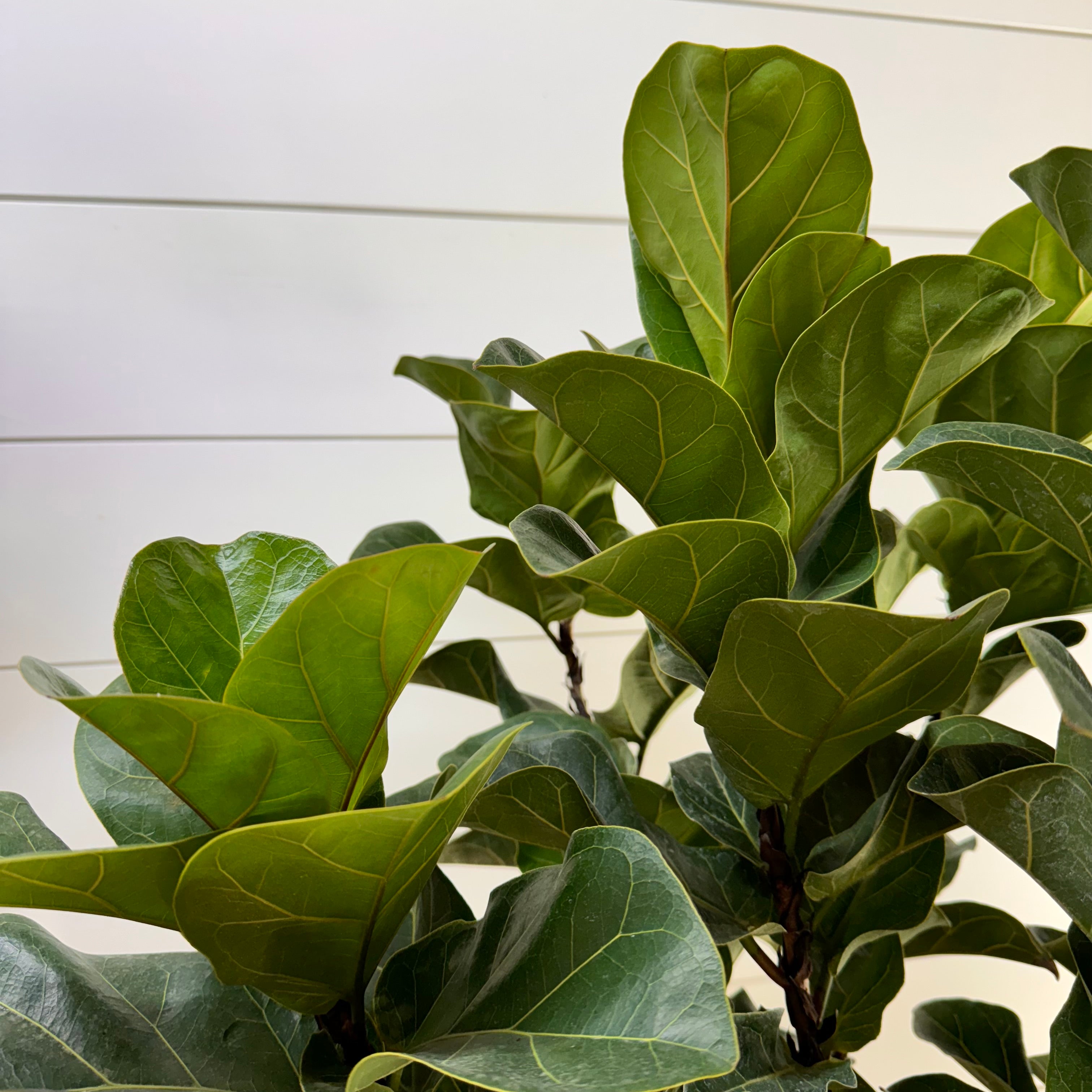 Ficus Lyrata &
