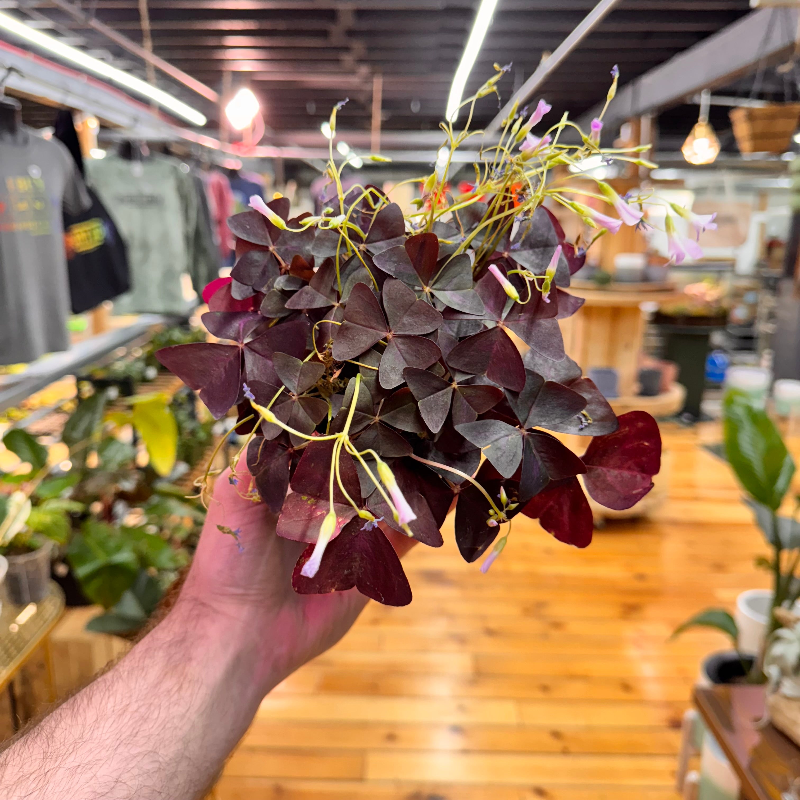Oxalis Triangularis Purple Shamrock
