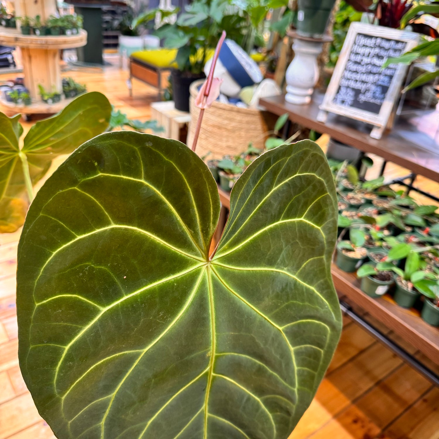 Anthurium Regale x Magnificum