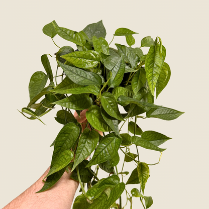 Pothos Cebu Blue &