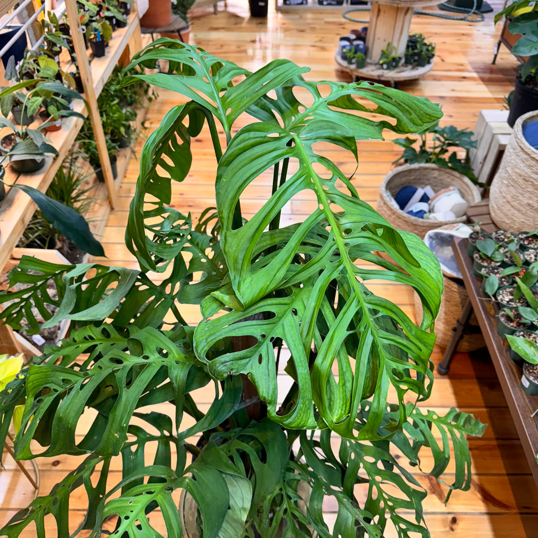Monstera Esqueleto
