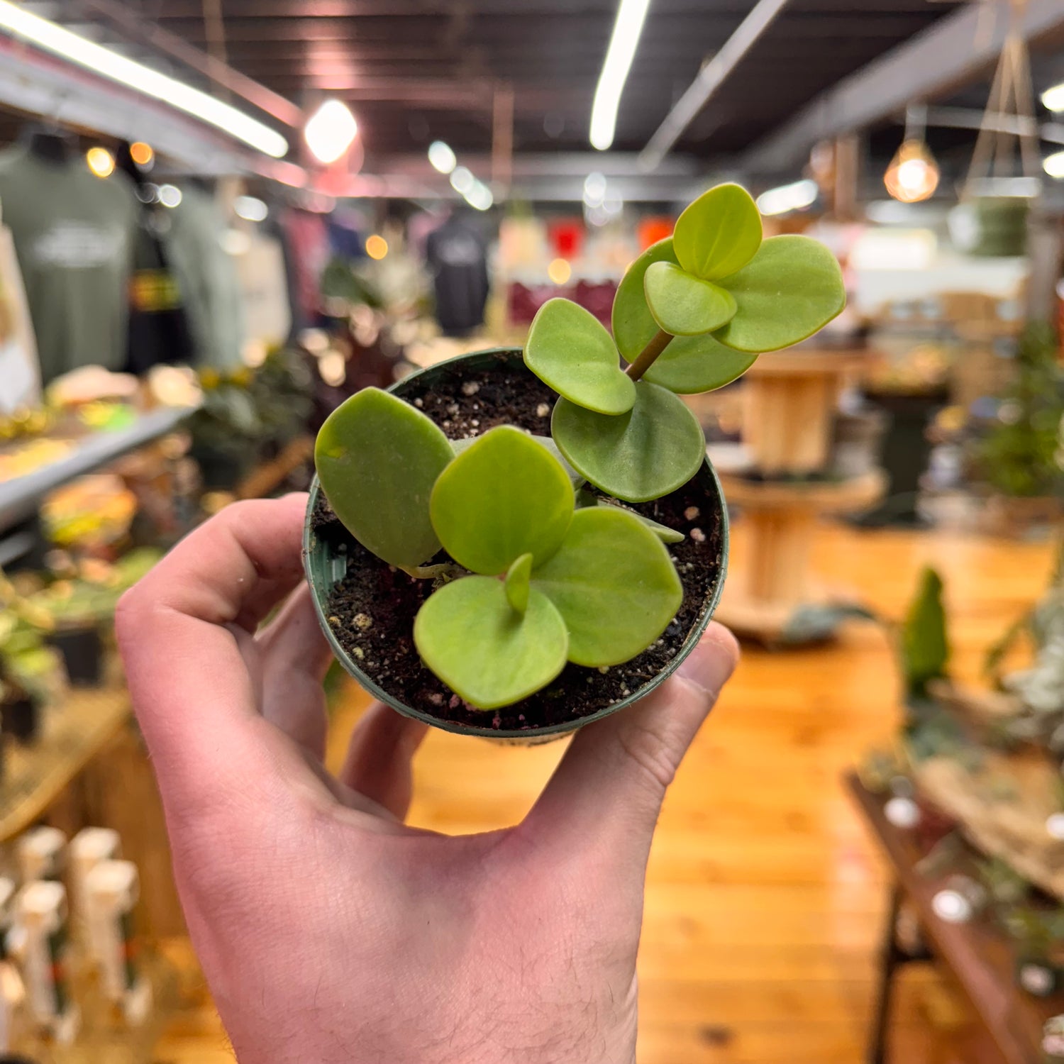 Peperomia Hope