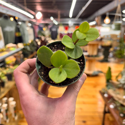 Peperomia Hope