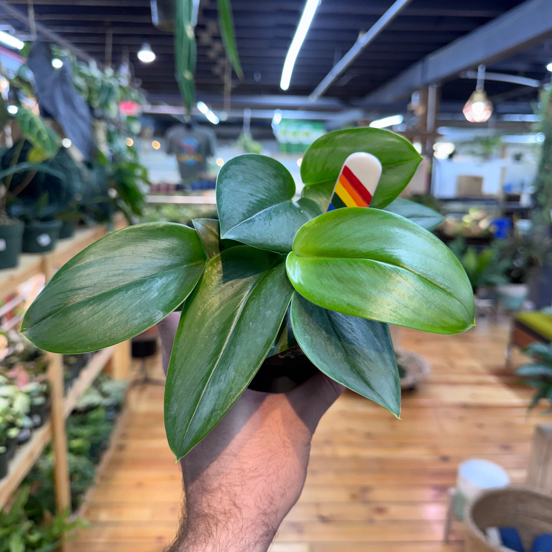 Scindapsus Moonlight
