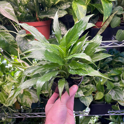 Domino Peace Lily Variegated
