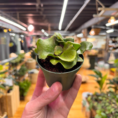 Fern Staghorn &