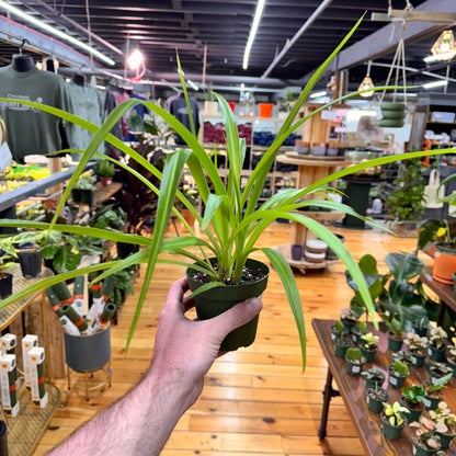 Spider Hawaiian