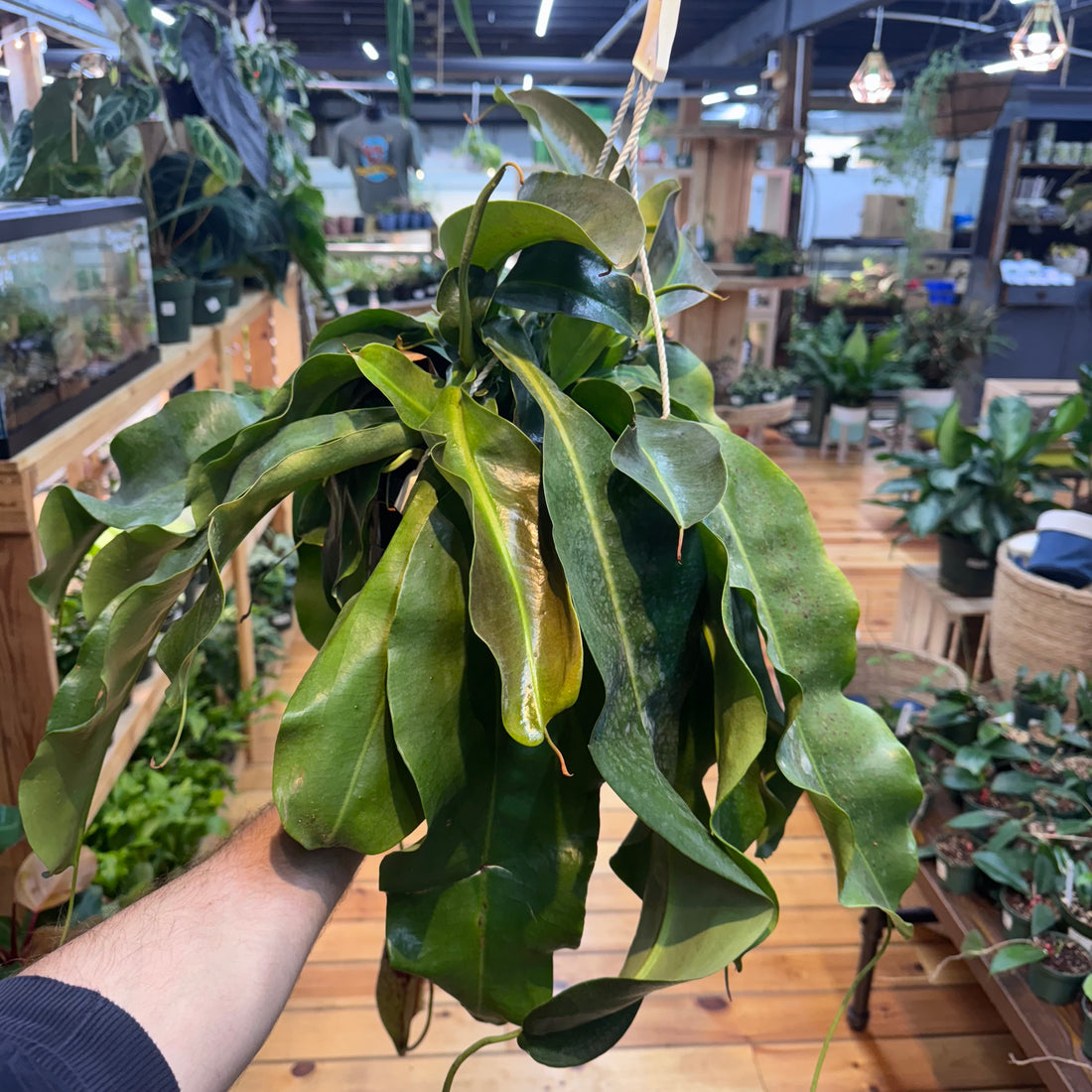 Nepenthes Miranda