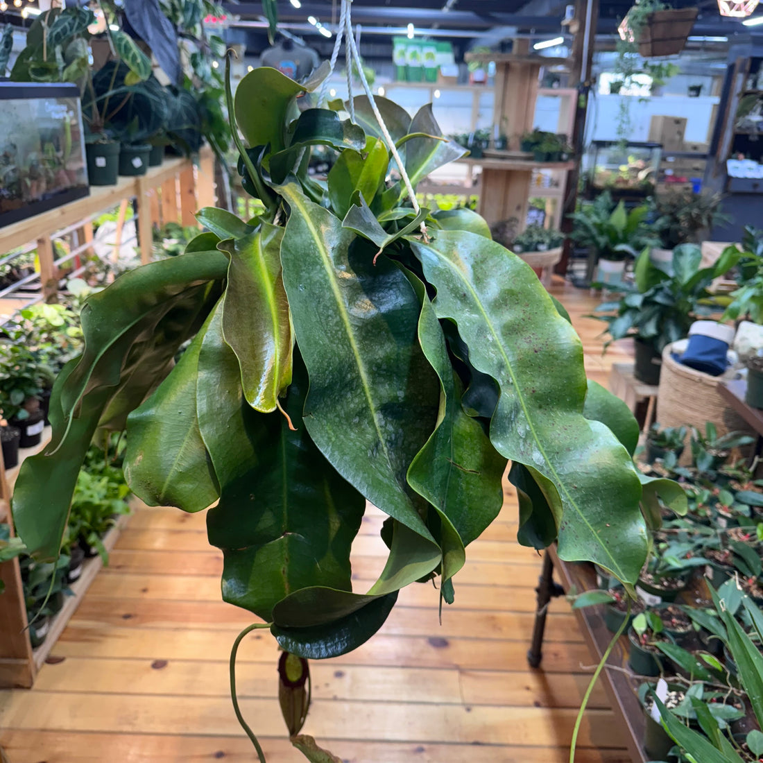 Nepenthes Miranda
