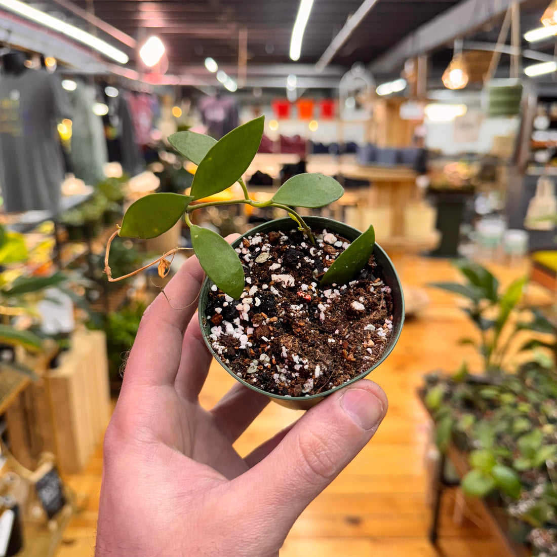 Hoya Suwanna Gems