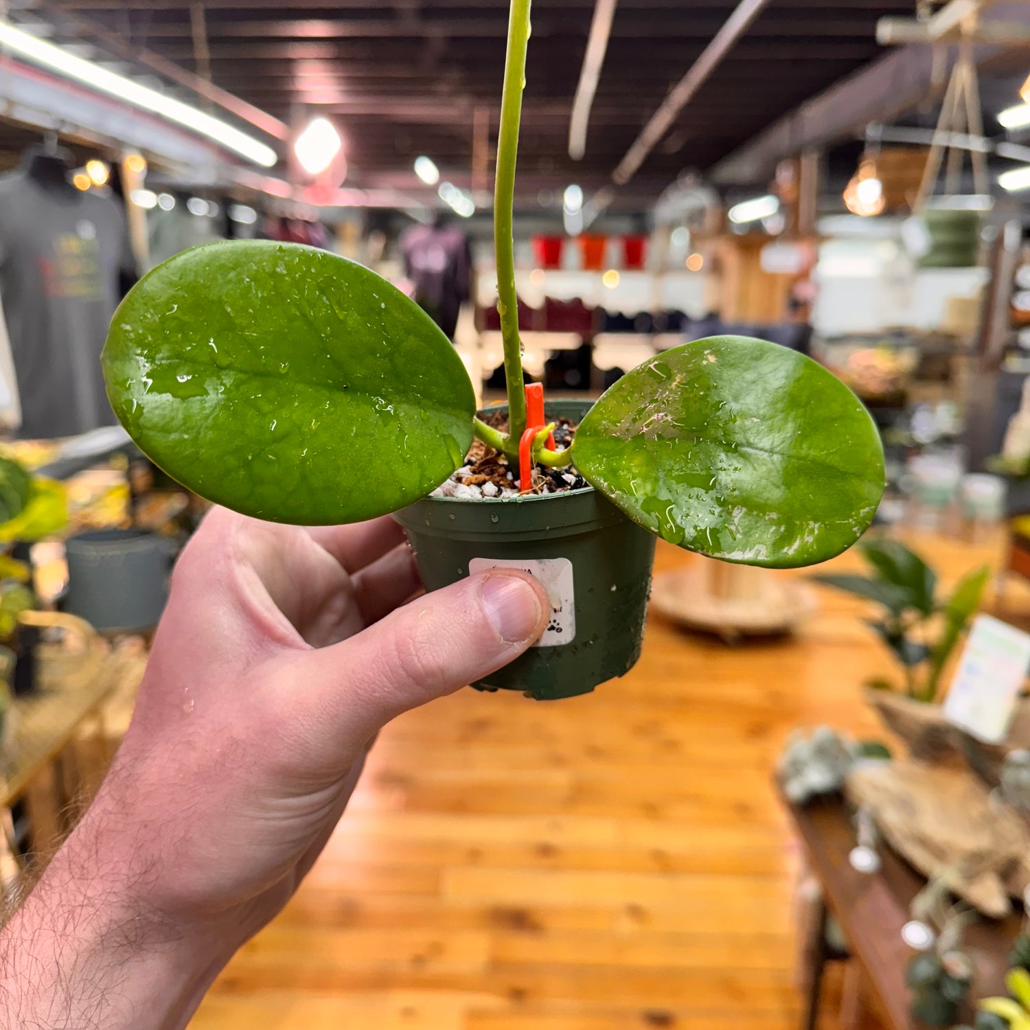 Hoya AH-014