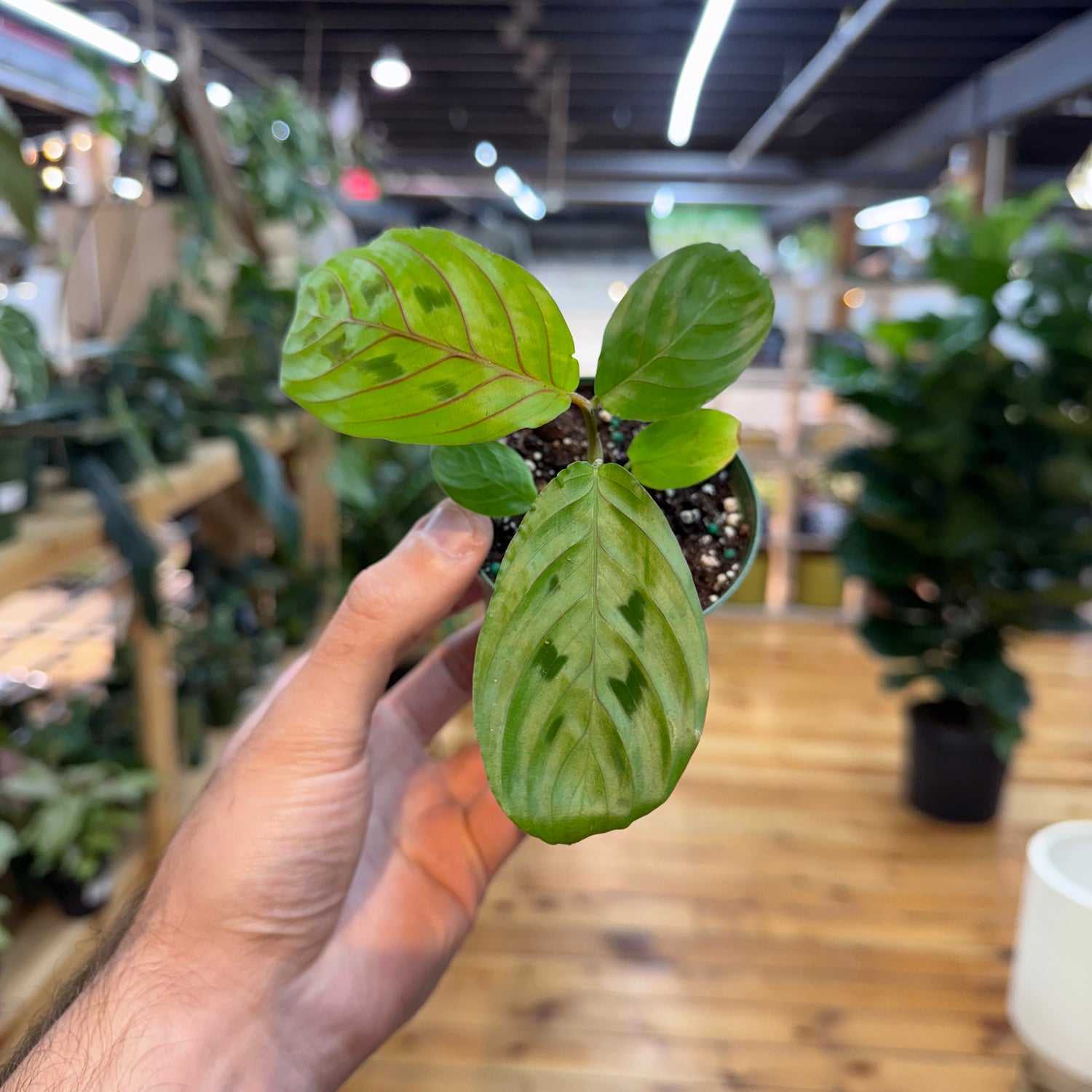 Hand holding a small green leafy plant with a blurred indoor setting in the background