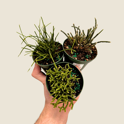 Rhipsalis Assorted