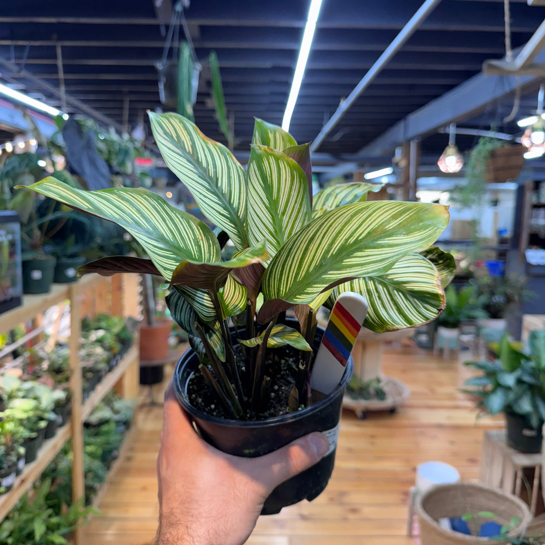 Calathea White Star