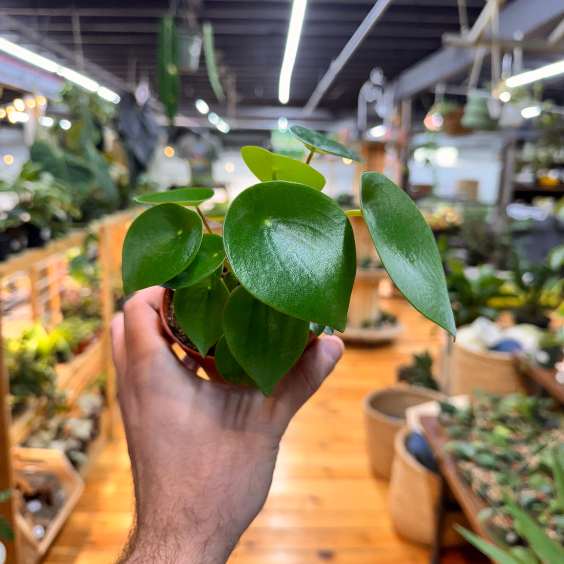 Peperomia Raindrop