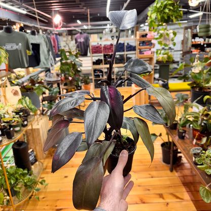 Philodendron Dark Lord