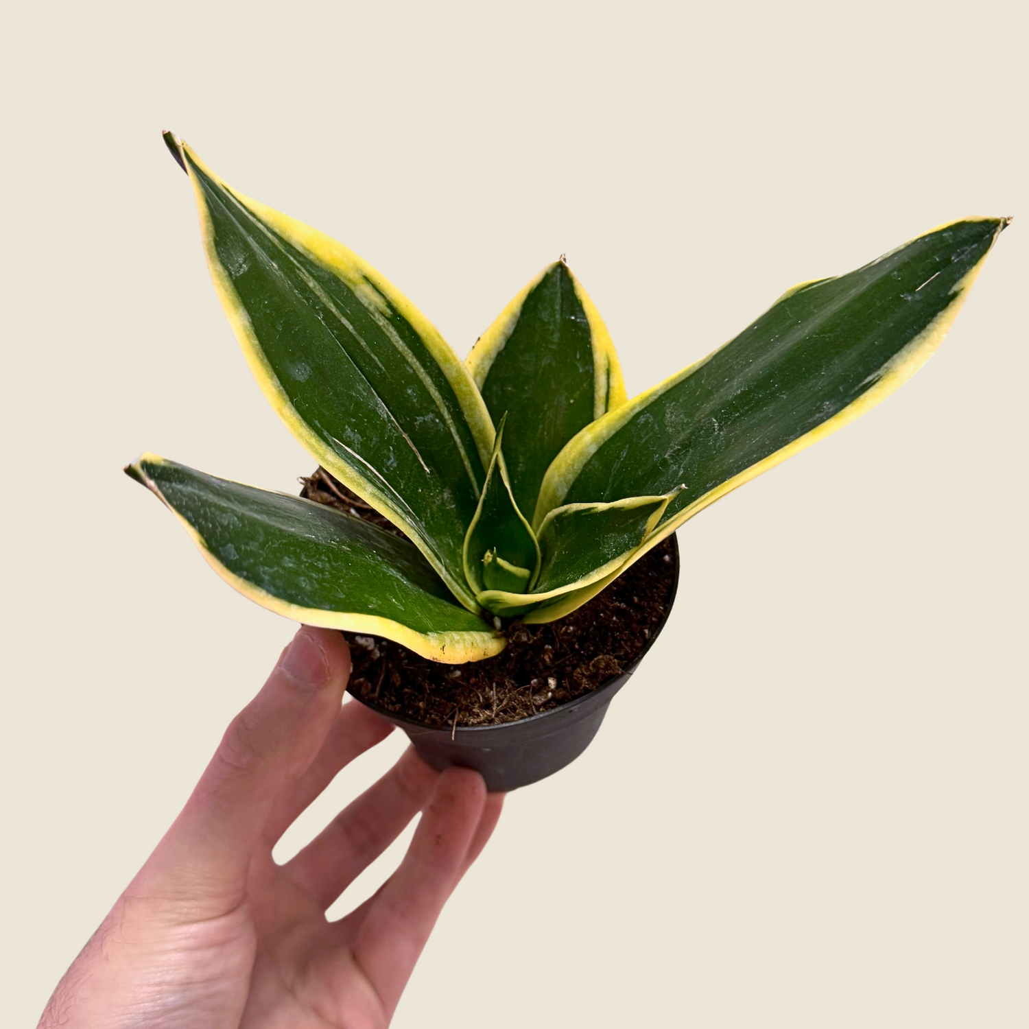 4&quot; Sansevieria Lotus Hahnii