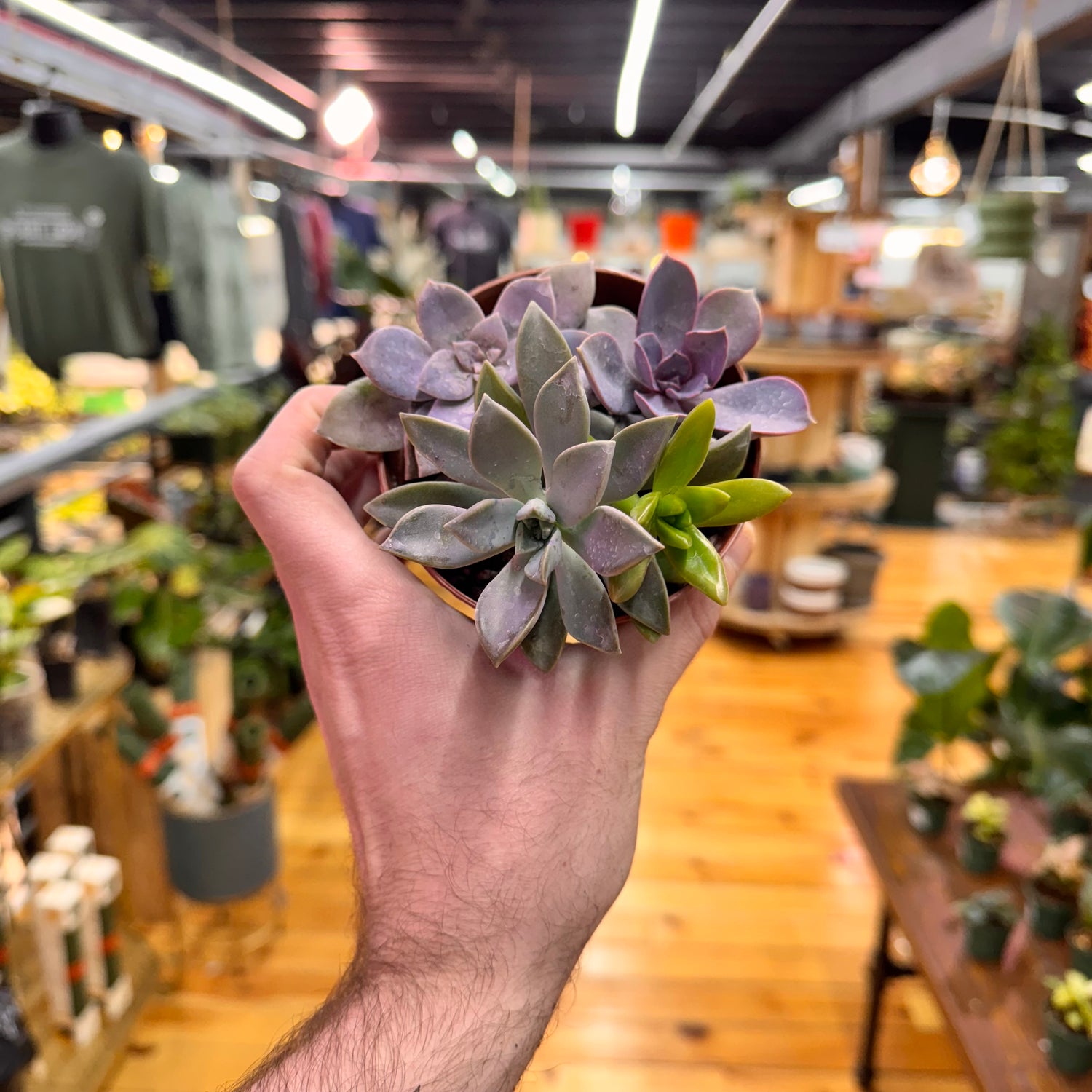 Succulent Combo