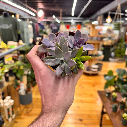 Succulent Combo