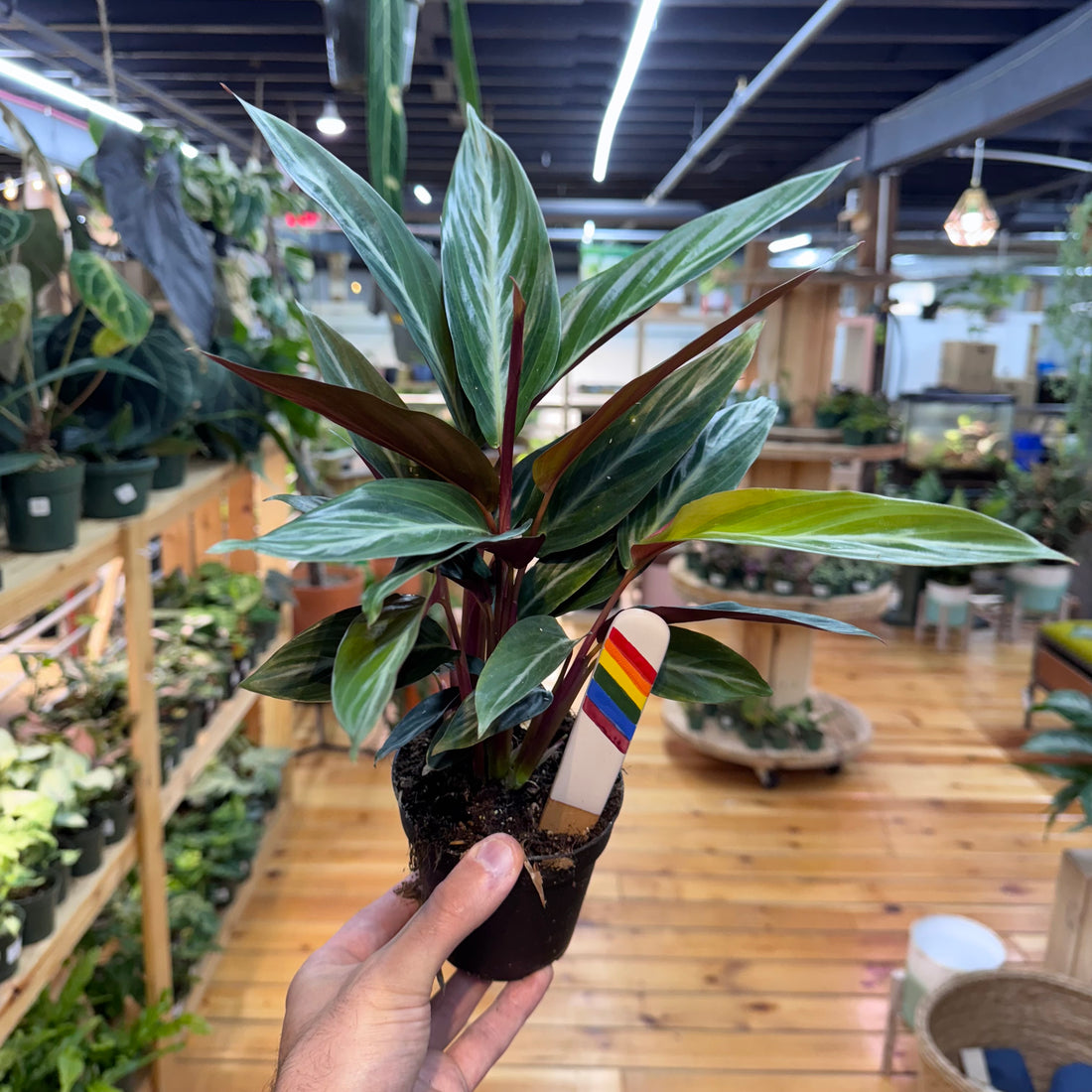 Stromanthe Sanguinea