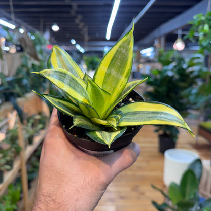 Sansevieria Golden Hahnii