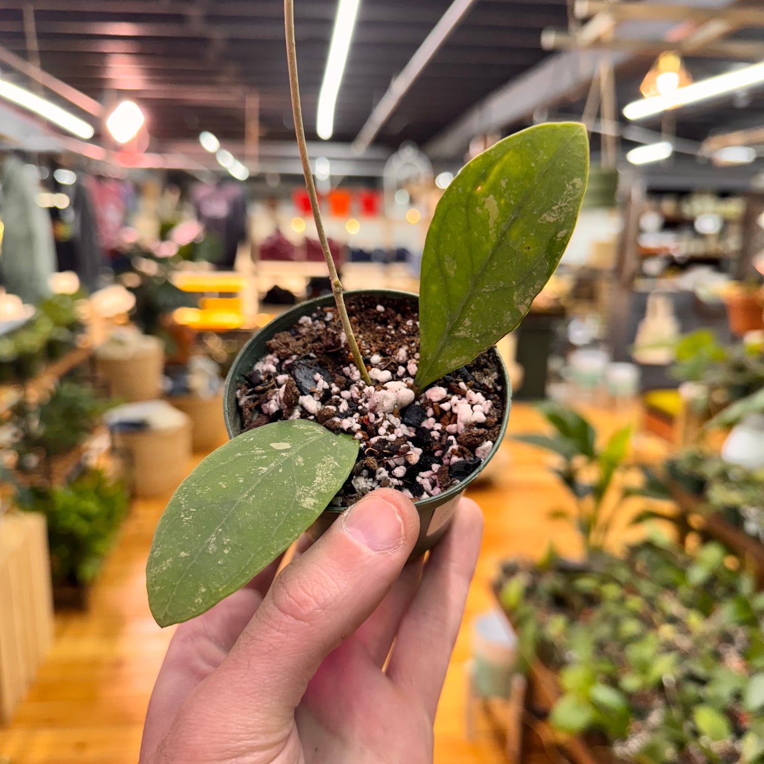 Hoya Rintzii &