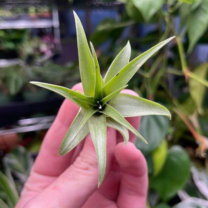Brachycaulos Air Plant
