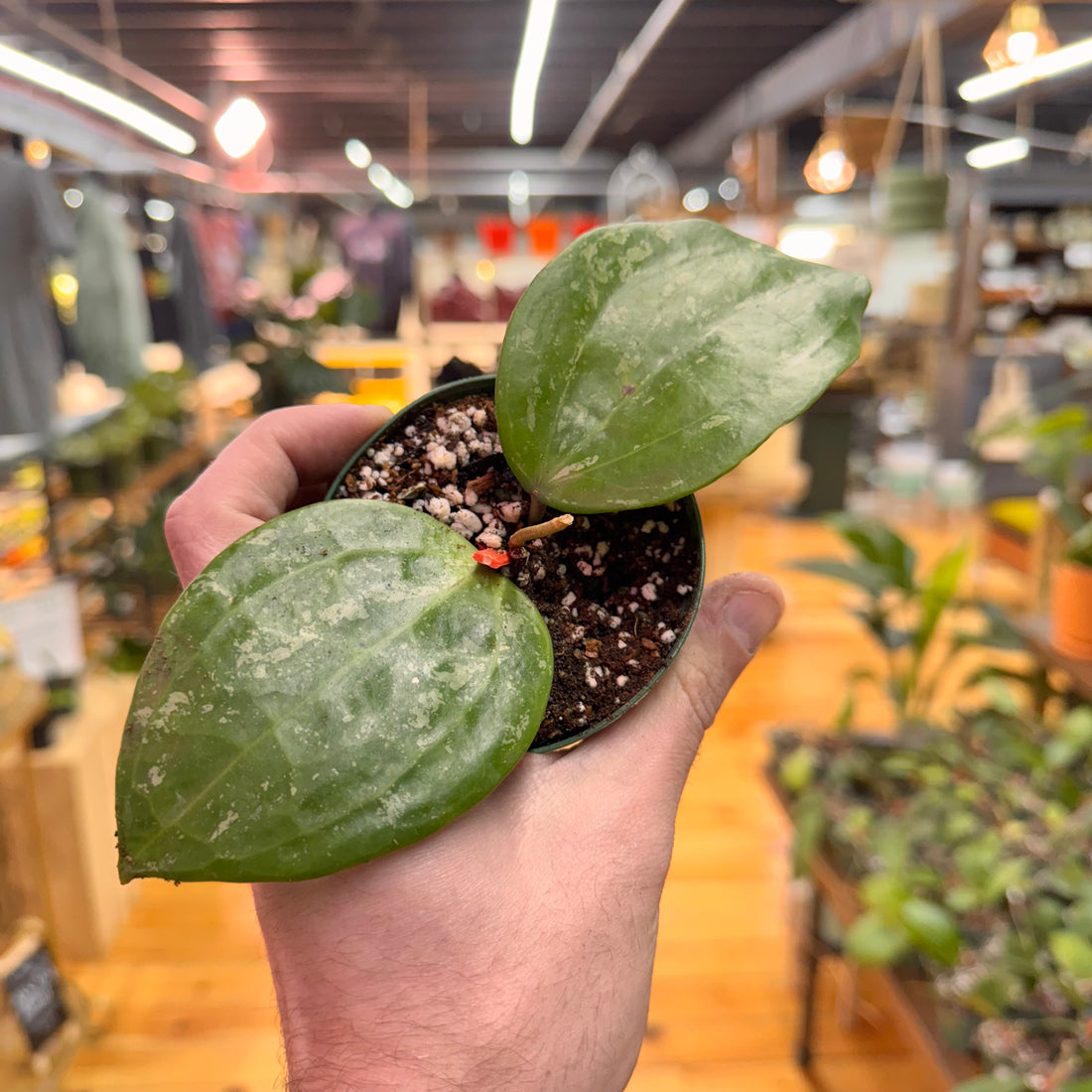 Hoya Latifolia &