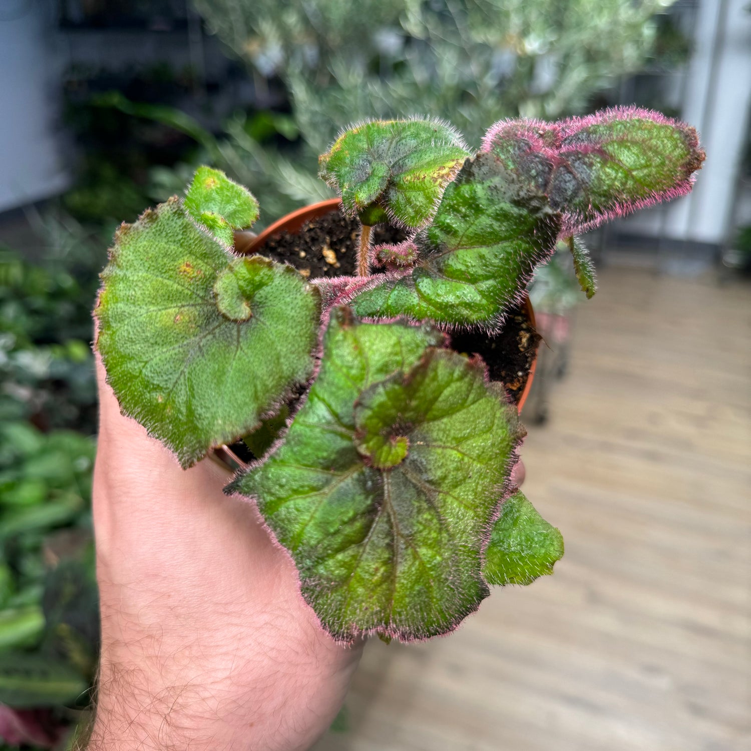 Begonia Nautilus