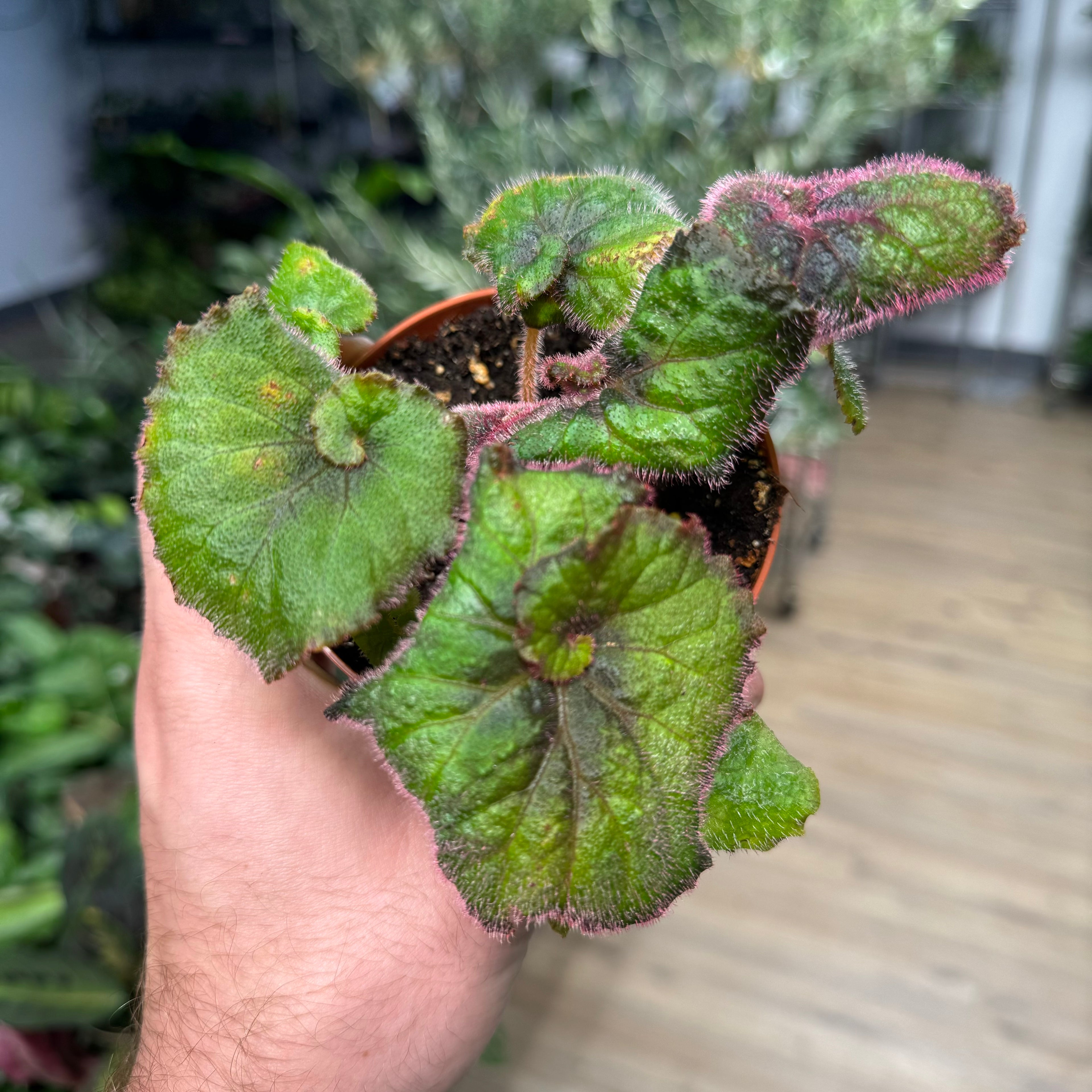 Begonia Nautilus