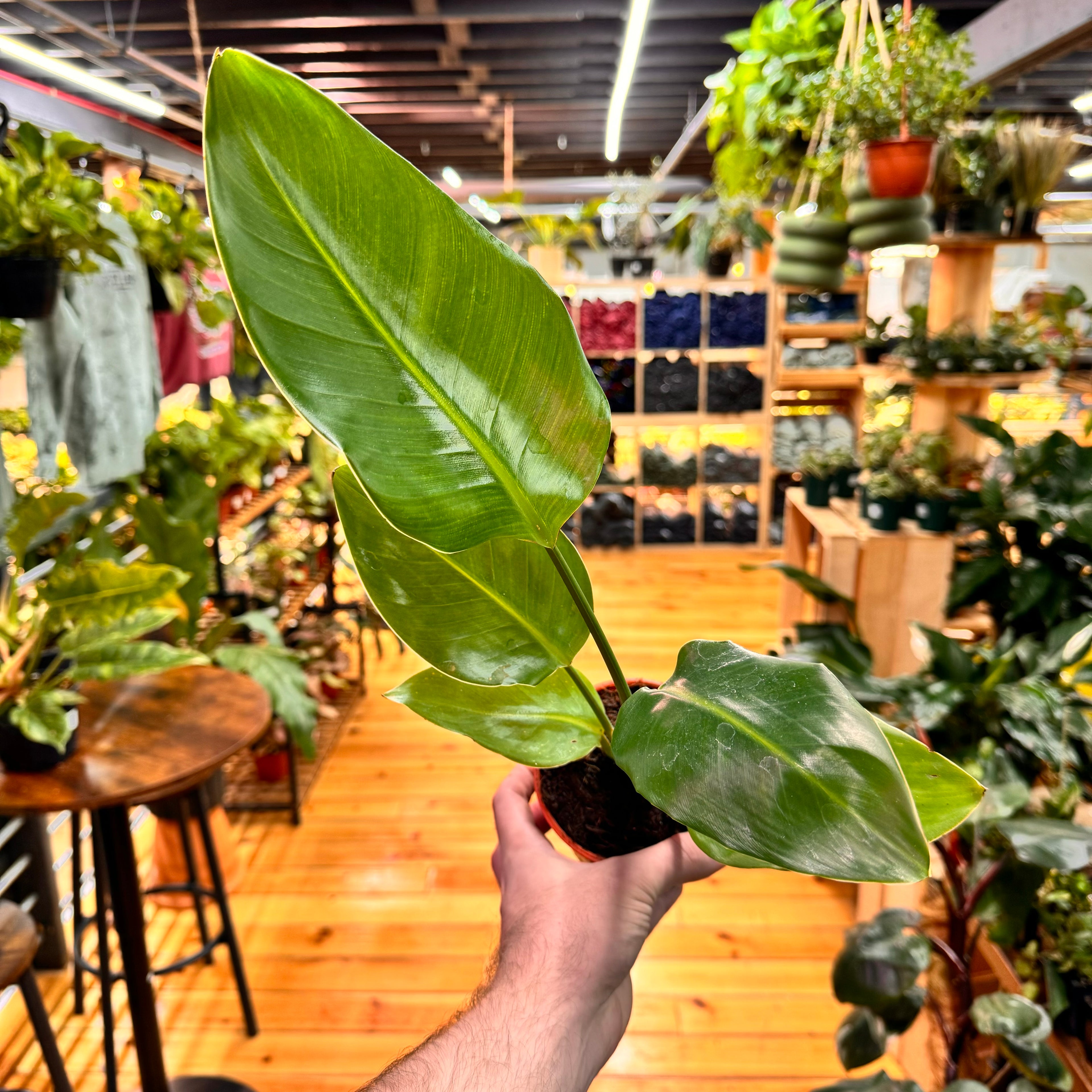 Bird of Paradise White