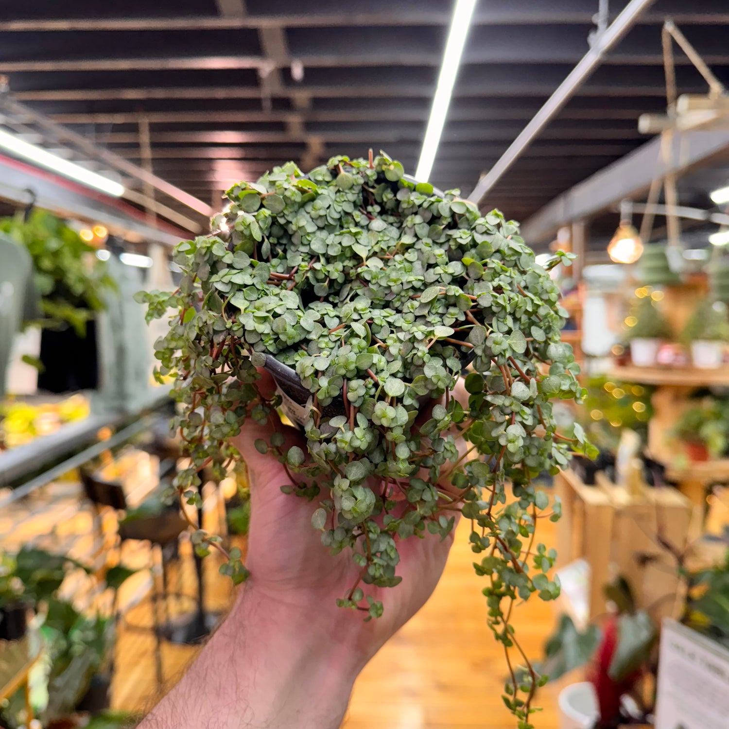 Pilea Silver Sparkle