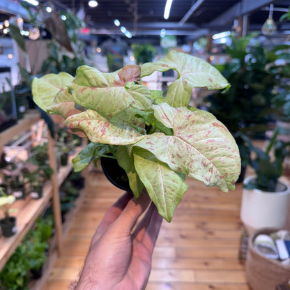 Hand holding a small potted plant with green and red leaves in an indoor setting.