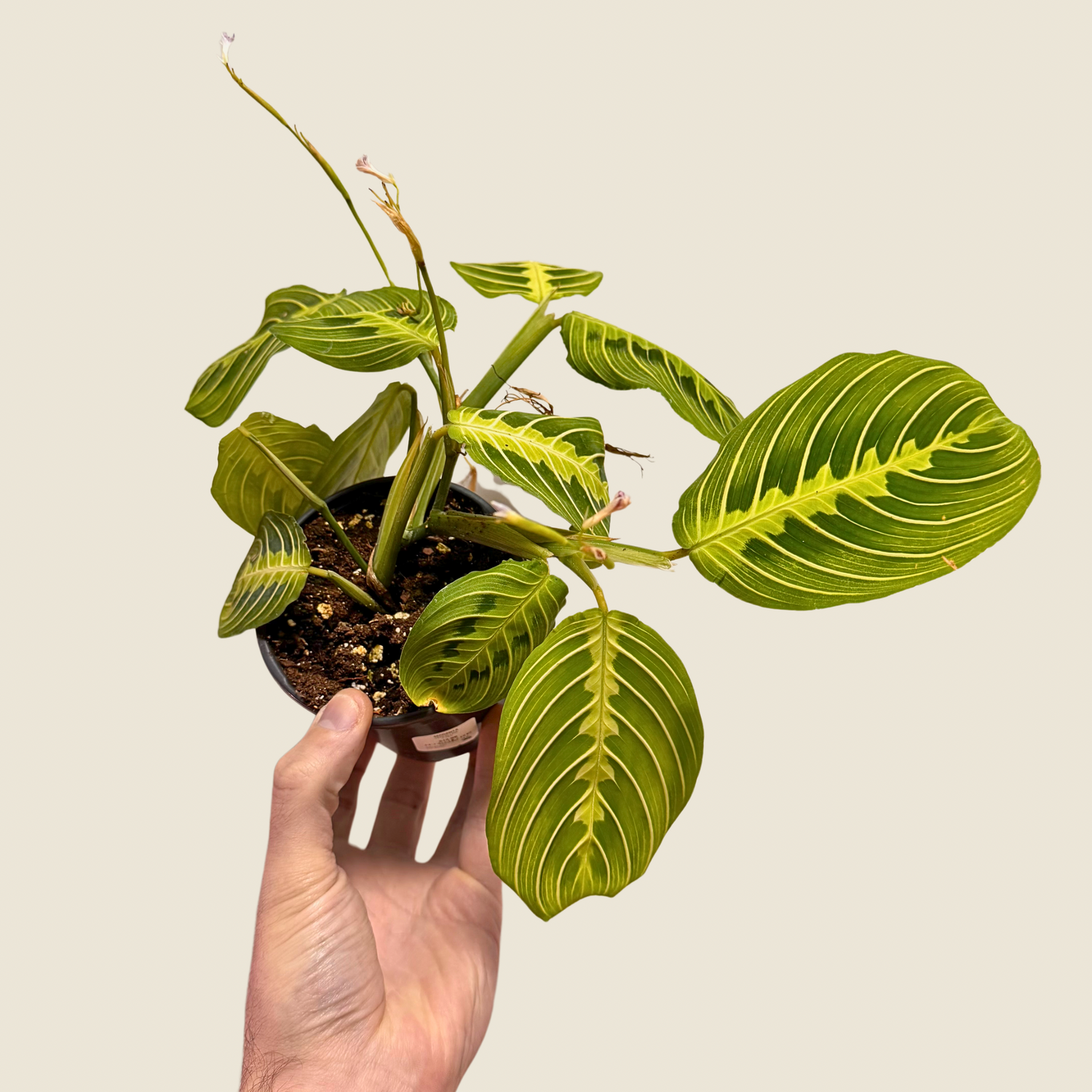 4" Maranta Lemon Lime