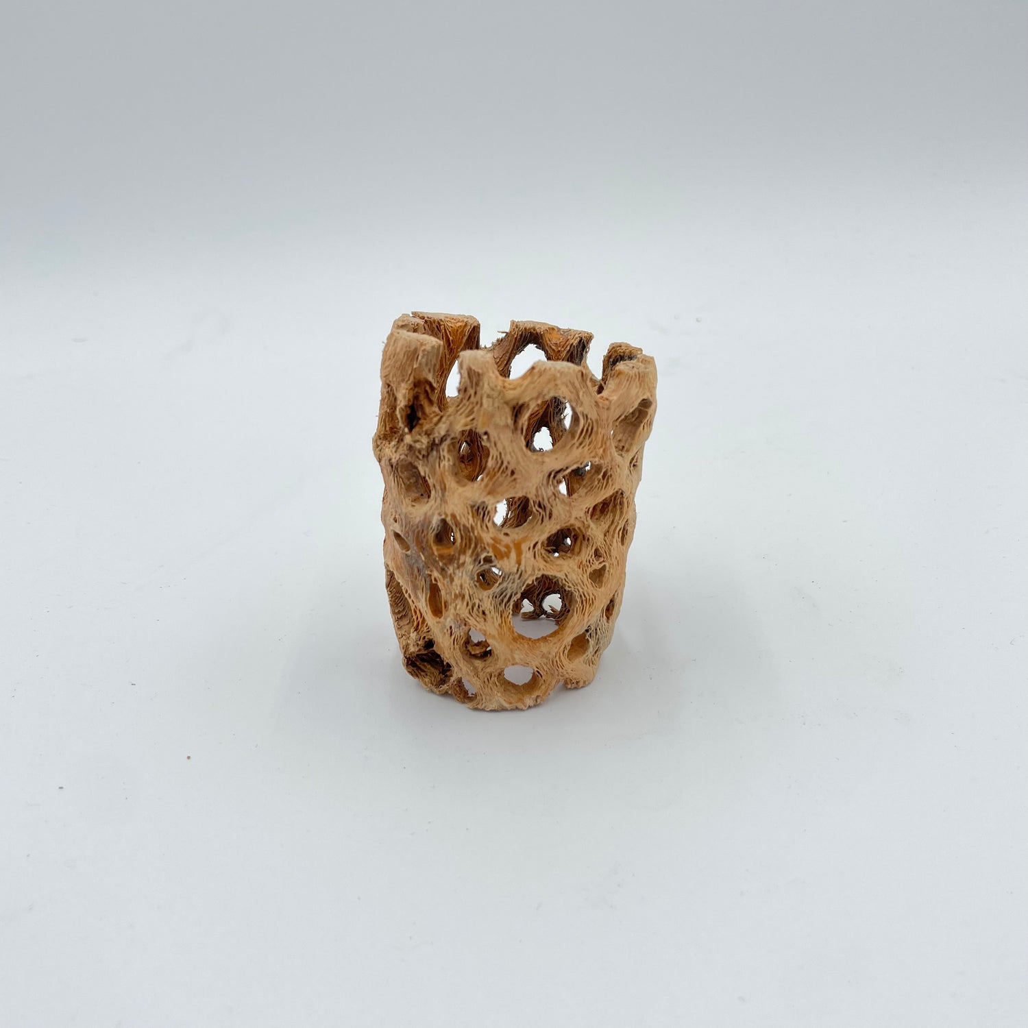 Cholla Wood Air Plant Holder