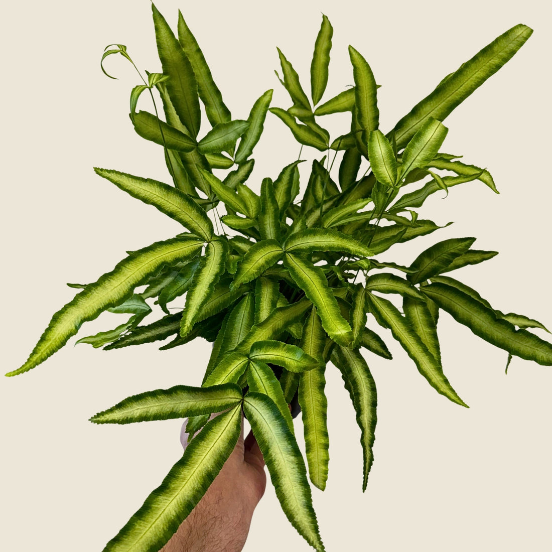 6" Fern Silver Ribbon