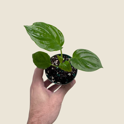 Hand holding a small potted plant with a plain background