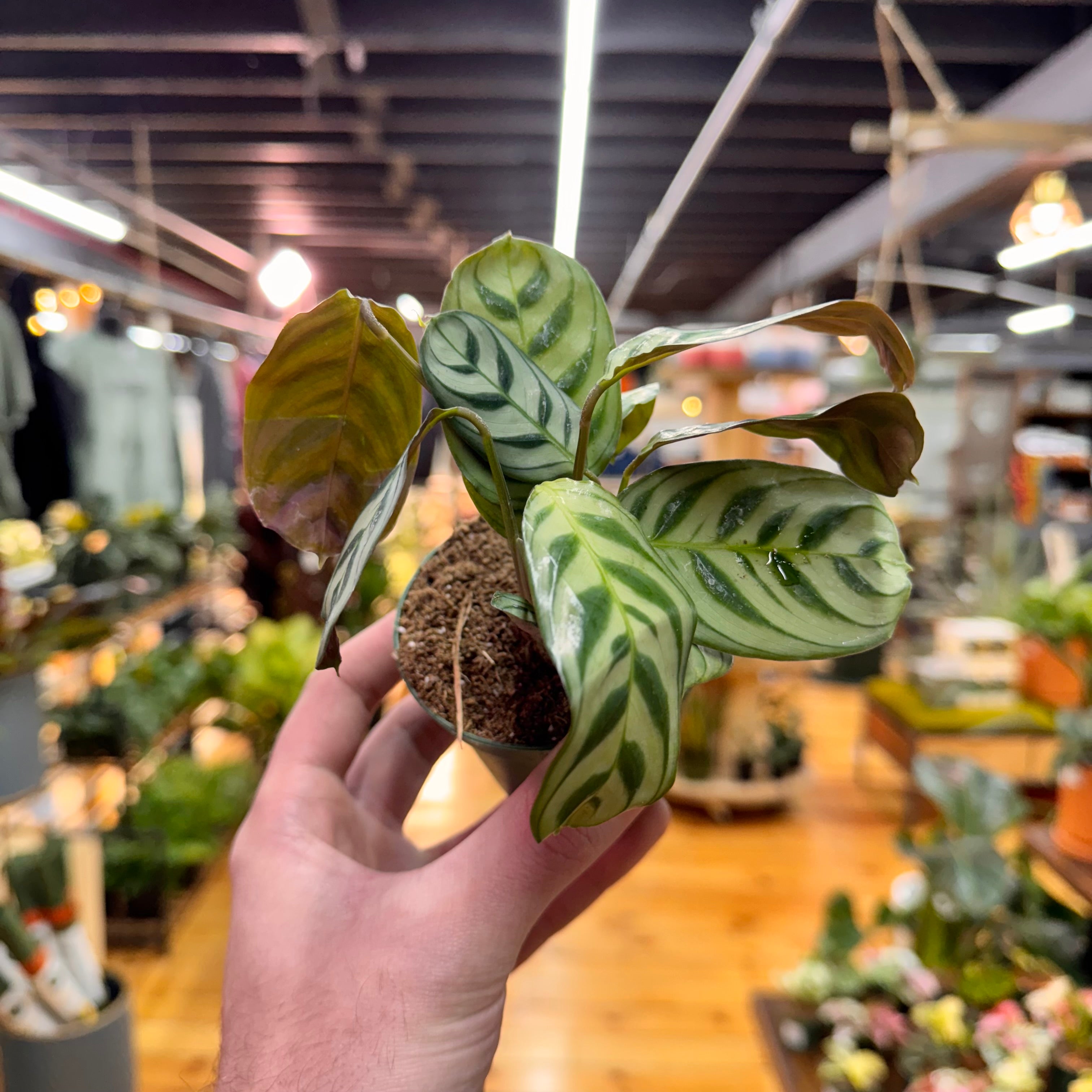 Ctenanthe Burle-Marxii