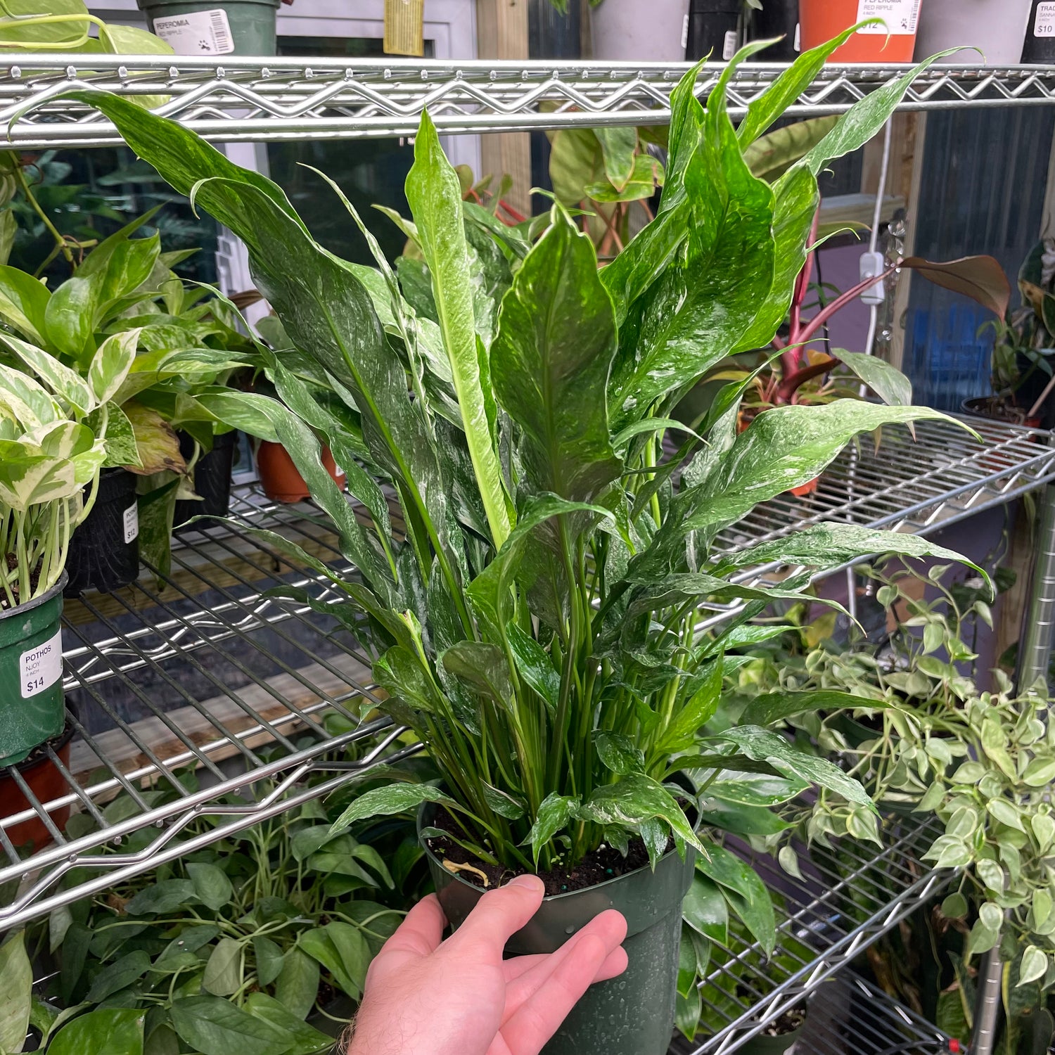Domino Peace Lily Variegated
