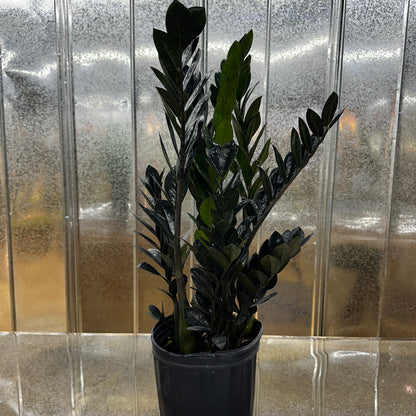 Zamioculas Zamiifolia &