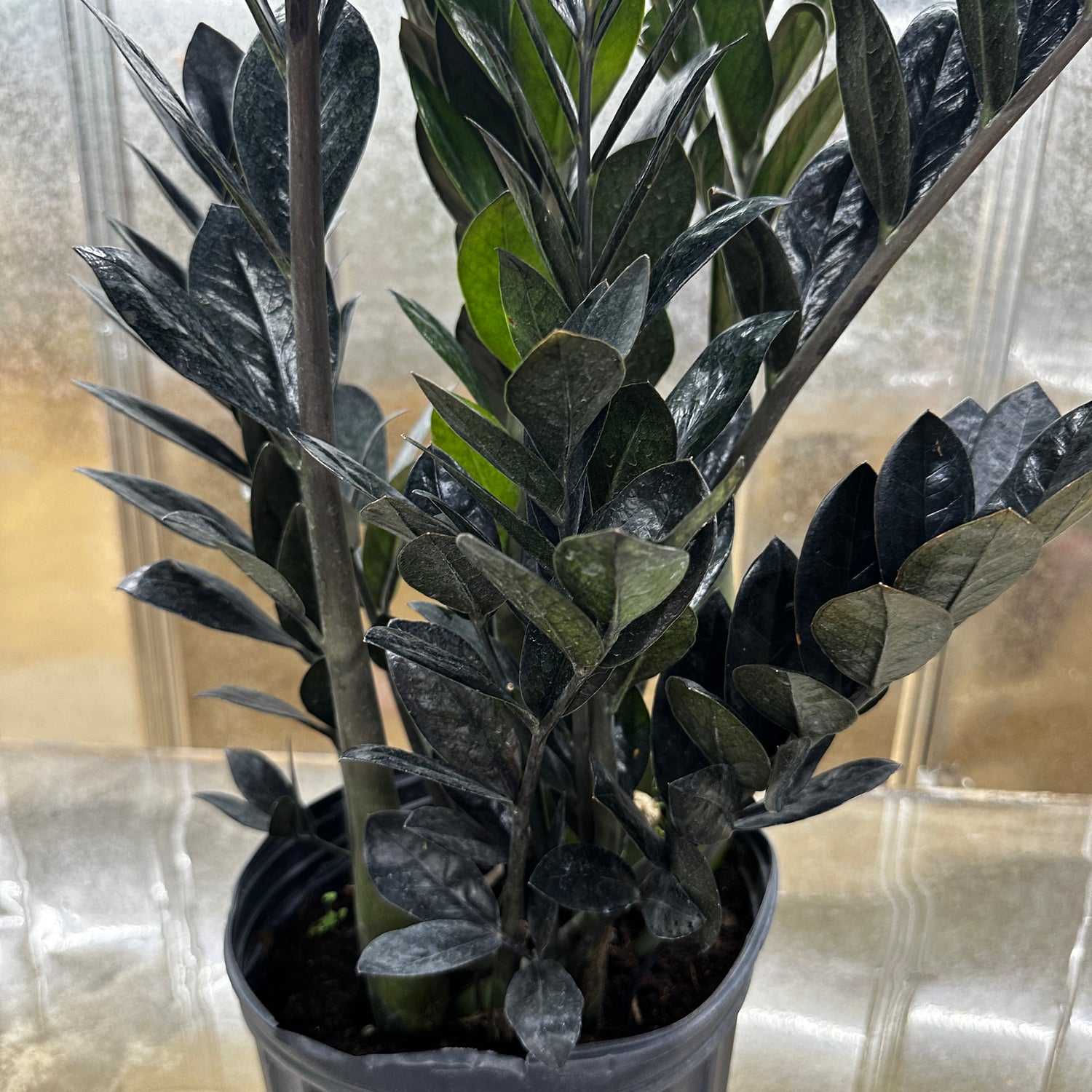 Zamioculas Zamiifolia &