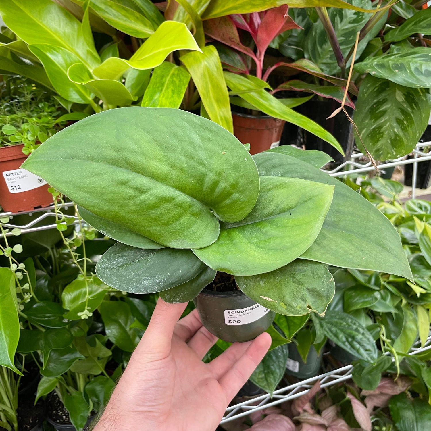 Scindapsus Jade Satin