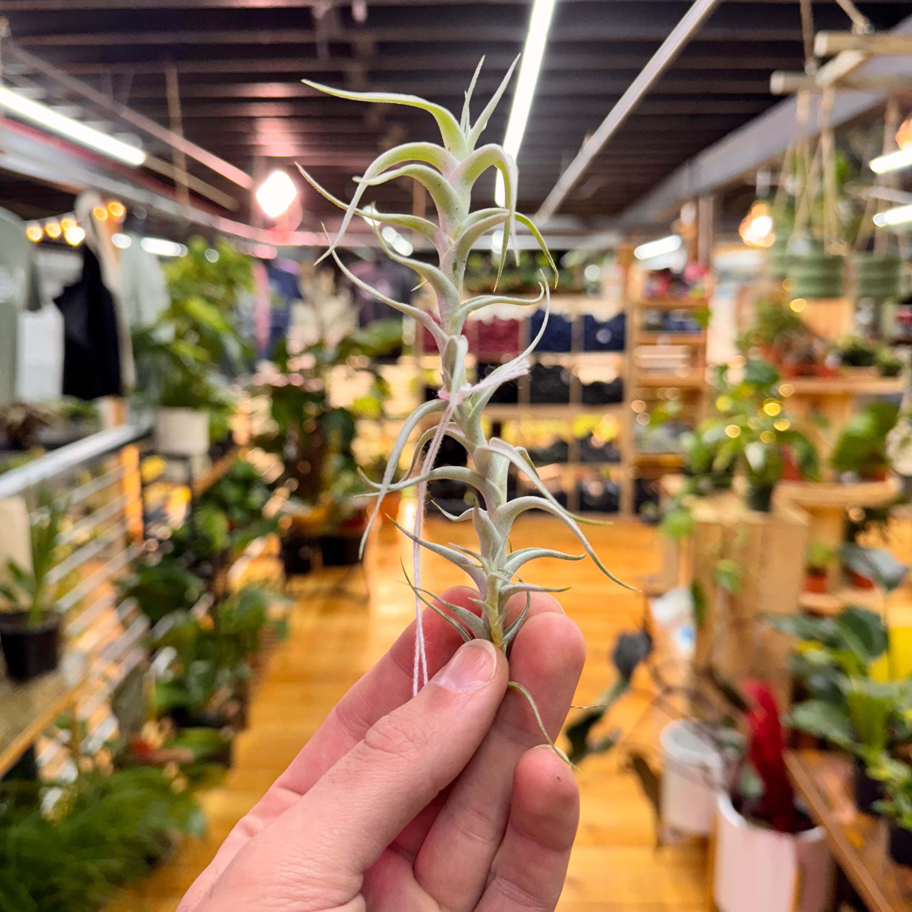 Albida V. Minor Air Plant