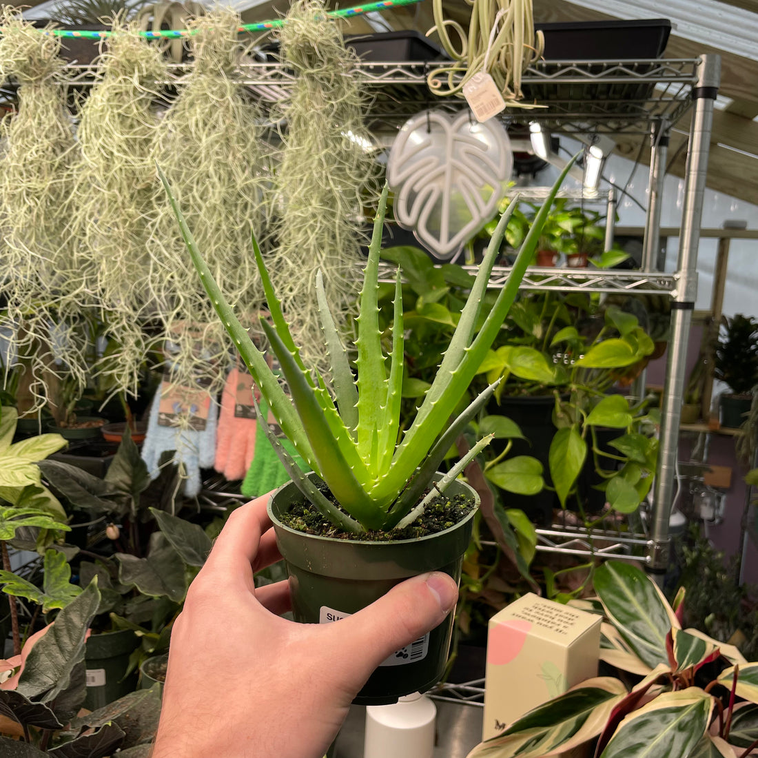 Aloe Hedgehog