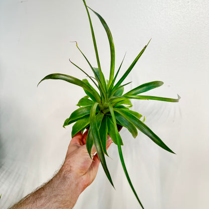 Ananas Mi Amigo