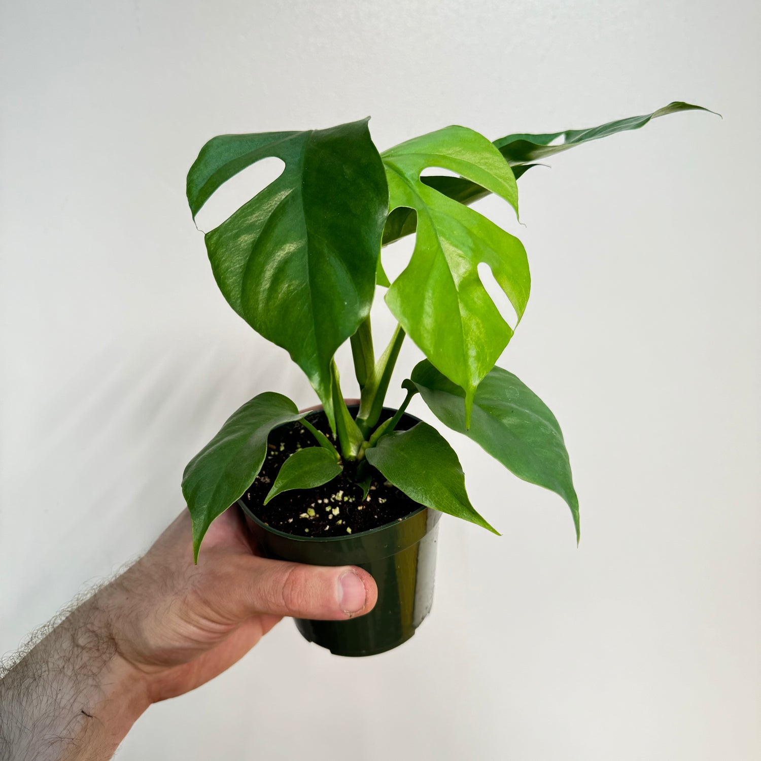 Rhaphidophora Tetrasperma