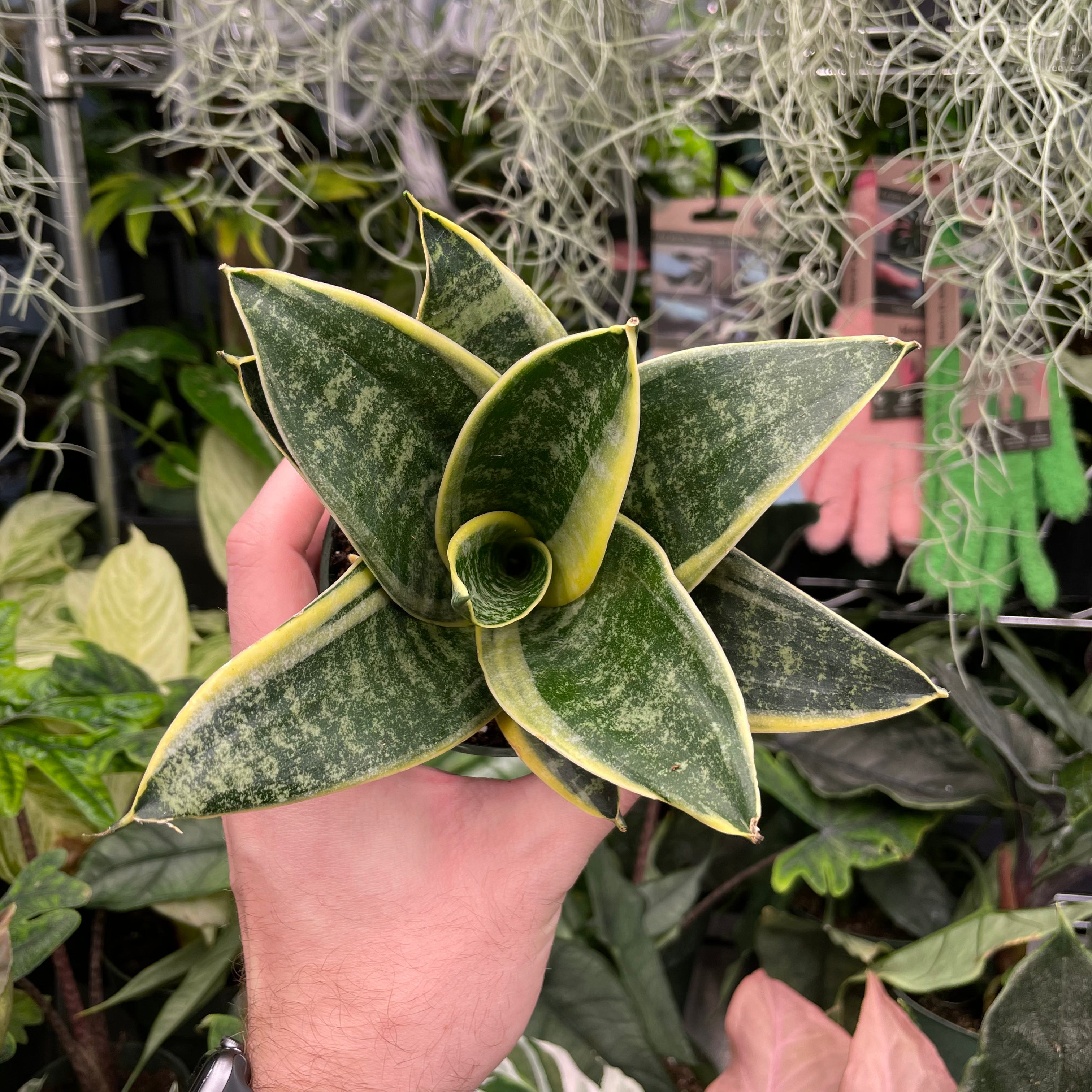 Sansevieria Ocean Star
