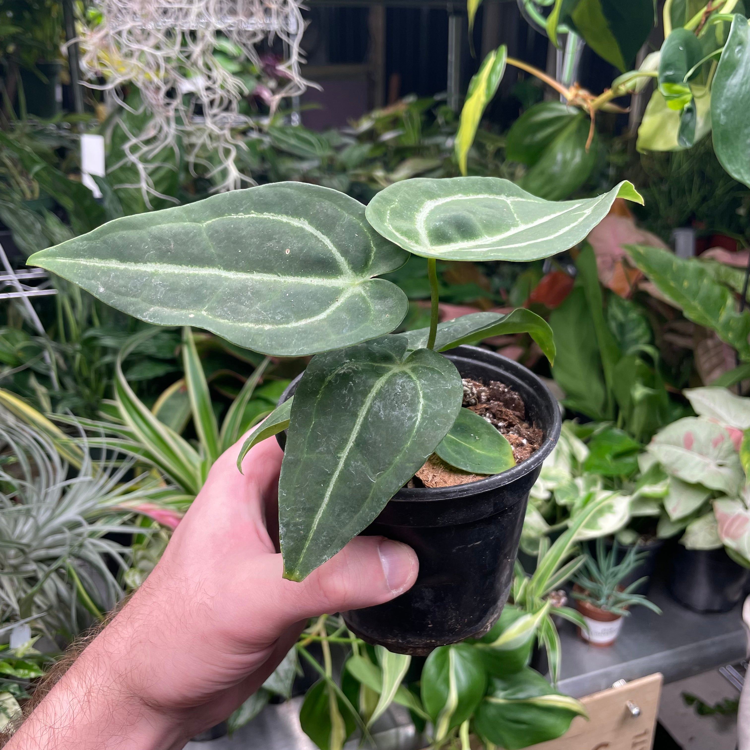 Anthurium Blue Velvet X Green Papillilaminum