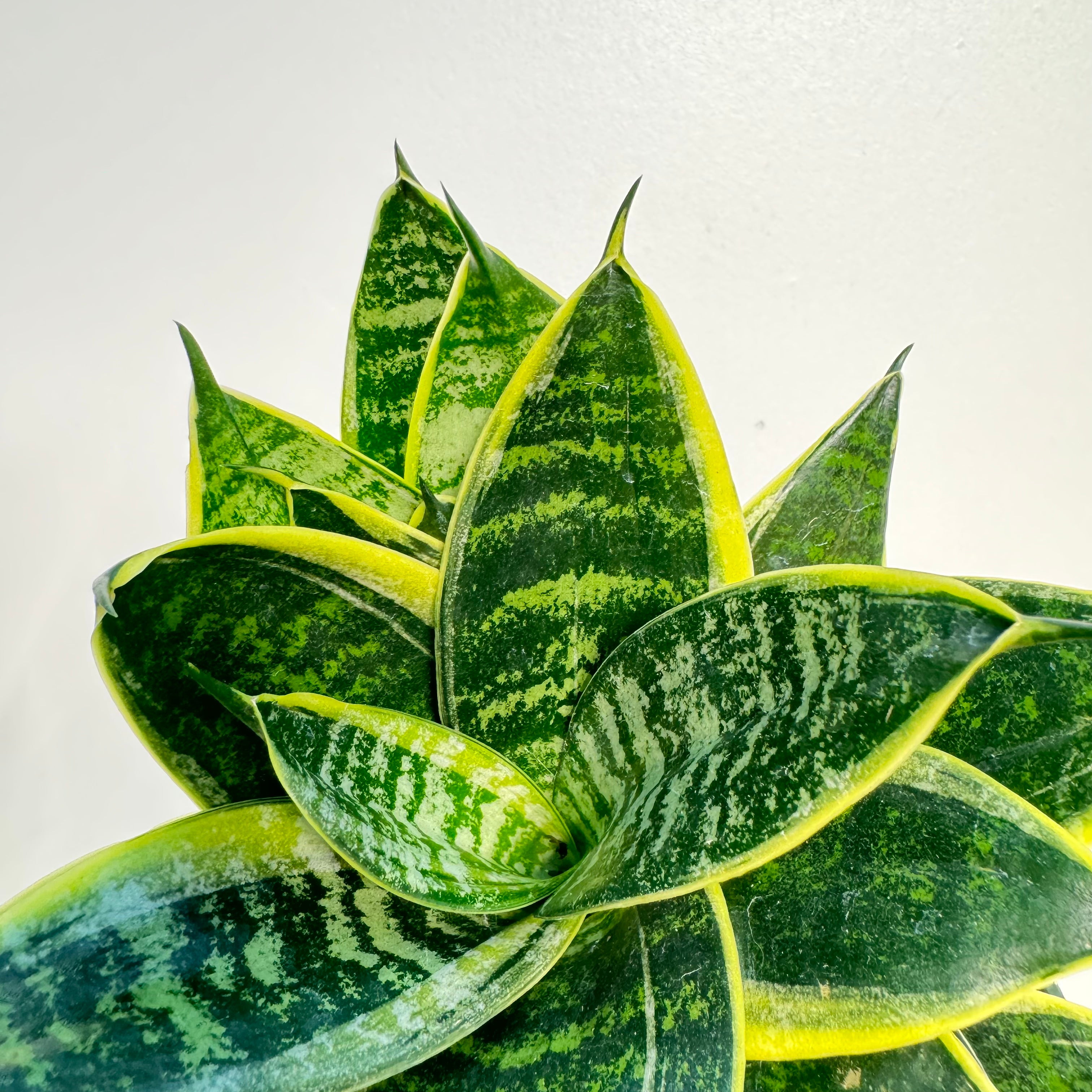 Sansevieria Ocean Star