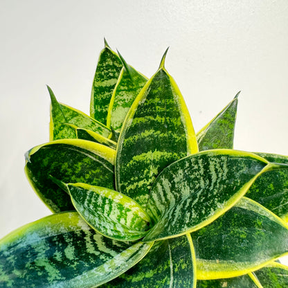 Sansevieria Ocean Star